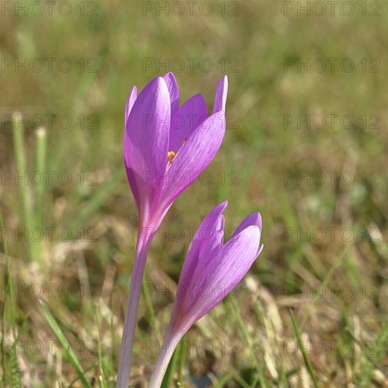 Autumn crocus (Colchicum autumnale), half-opened flowers in a meadow, endangered, protected