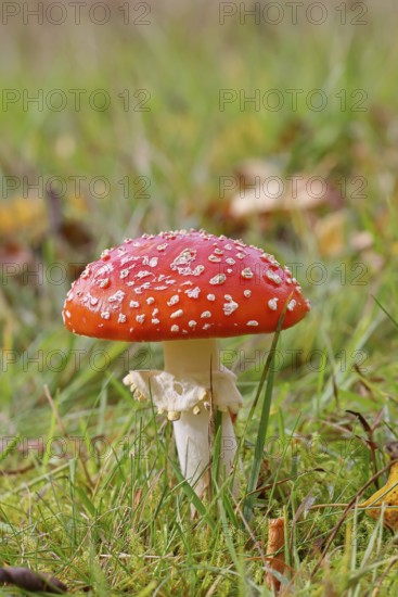 Red fly agaric (Amanita muscaria), fruiting body, in a meadow, close-up, Wilnsdorf, North