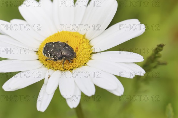 Weeping rose chafer (Oxythyrea funesta), on meadow daisy (Leucanthemum vulgare), other animals,