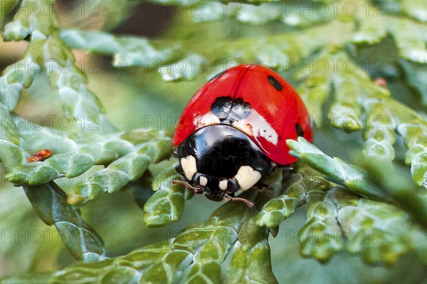 Frontal close-up of lucky charm Symbol of good luck Seven-spot ladybird (Coccinella