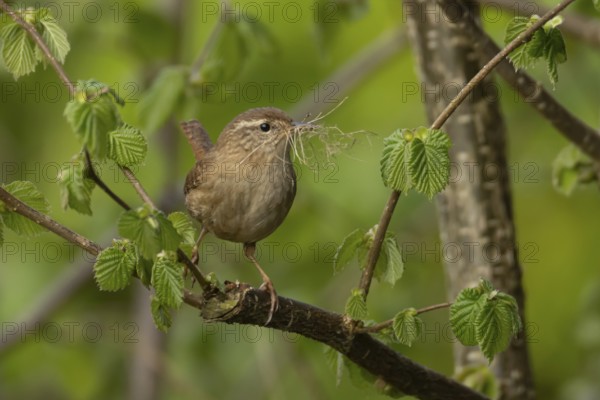 Eurasian wren (Troglodytes troglodytes) adult garden bird on a tree branch with nesting material in