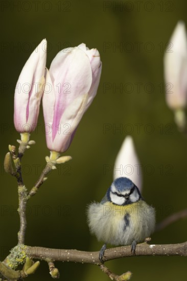 Blue tit (Cyanistes Caeruleus) adult garden bird on a flowering Magnolia tree branch in spring,
