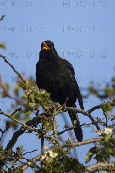 Eurasian blackbird (Turdus merula) adult male garden bird singing in a hedgerow in spring, England,