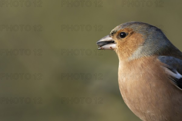 Eurasian chaffinch (Fringilla coelebs) adult male garden bird feeding on seeds in winter, England,