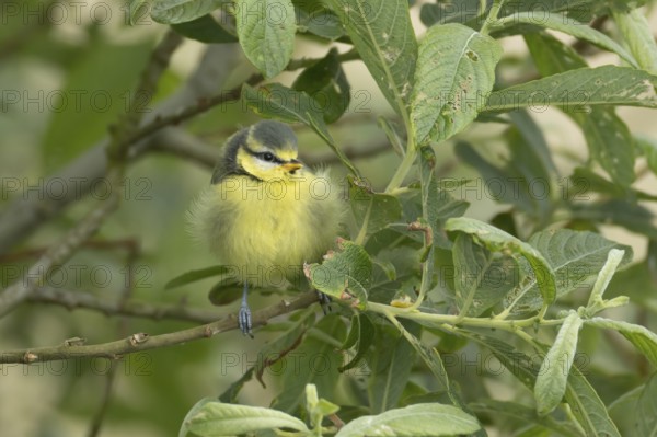 Blue tit (Cyanistes Caeruleus) juvenile baby garden bird on a tree branch in spring, England,