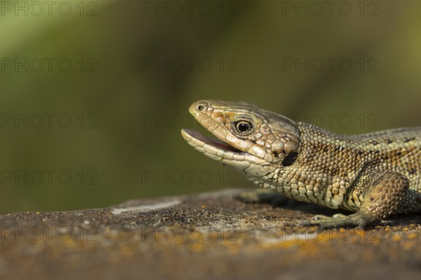 Common lizard (Zootoca vivipara) adult reptile yawning with its mouth open on a wooden sleeper in