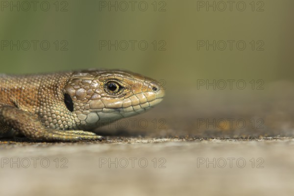 Common lizard (Zootoca vivipara) adult reptile resting on a wooden sleeper in summer, England,