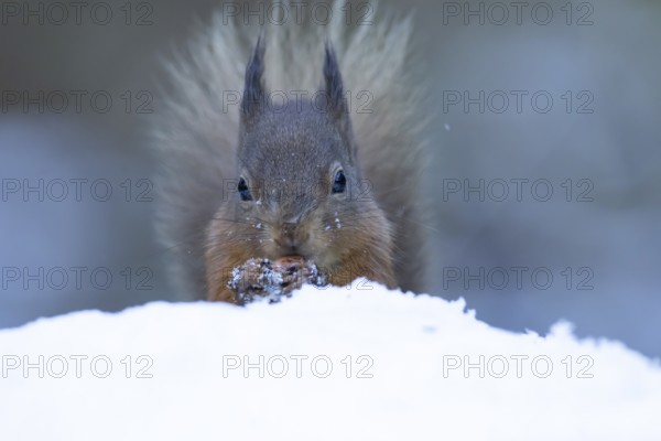 Red squirrel (Sciurus vulgaris) adult animal eating a nut in a snow covered woodland in winter,