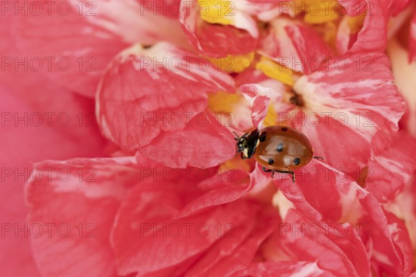 Seven-spot ladybird or ladybug (Coccinella septempunctata) adult beetle on a garden Camellia flower