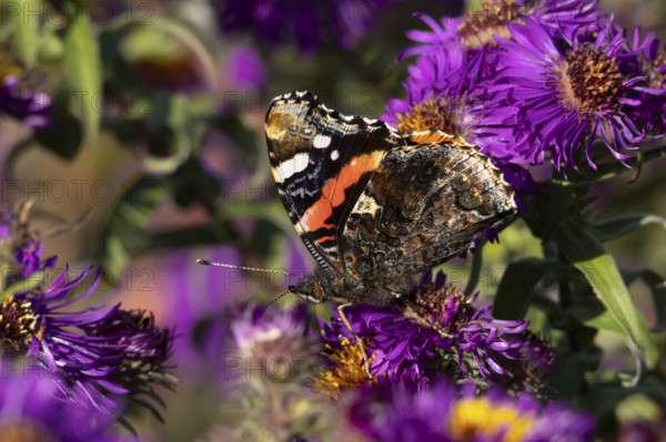 Red admiral butterfly (Vanessa atalanta) adult insect feeding on a garden purple Aster flower in