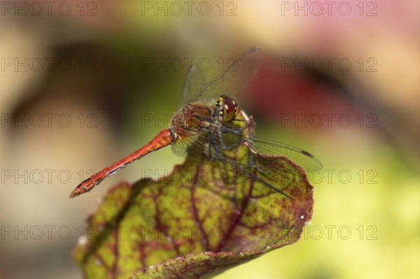 Ruddy darter dragonfly (Sympetrum sanguineum) adult insect on a garden Beetroot vegetable plant
