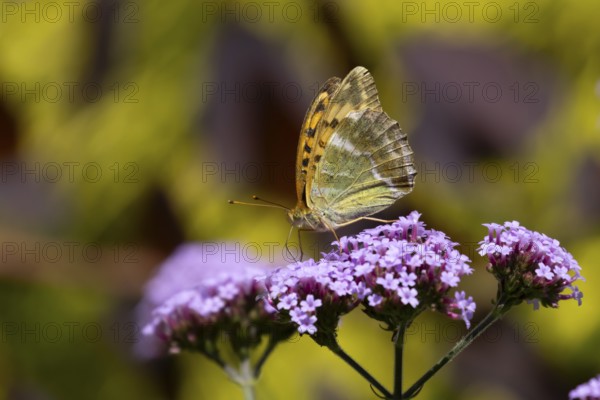 Silver-washed fritillary butterfly (Argynnis paphia) adult insect feeding on purple garden Verbena
