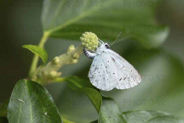Holly blue butterfly (Celastrina argiolus) adult female insect egg laying on a garden Ivy (Hedera