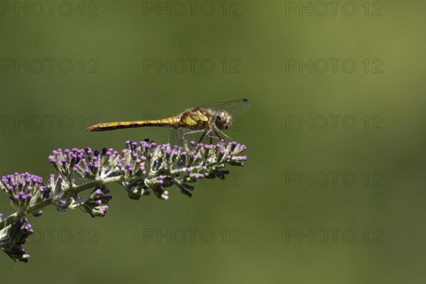 Common darter dragonfly (Sympetrum striolatum) adult female insect resting on a garden purple