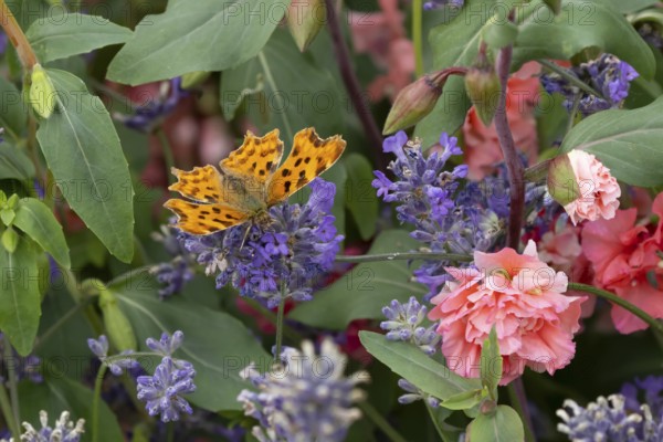 Comma butterfly (Polygonia c-album) adult insect feeding on garden blue Lavender plant flowers in