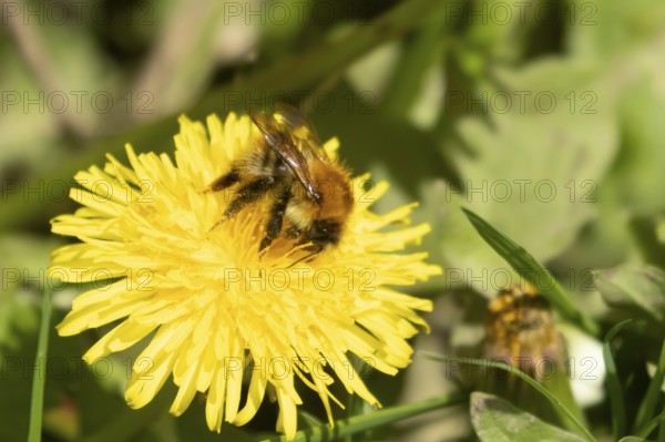 Buff tailed bumblebee (Bombus terrestris) adult bee insect feeding on yellow Dandelion (Taraxacum