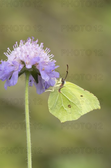 Brimstone butterfly (Gonepteryx rhamni) adult insect feeding on Field scabious plant flowers in