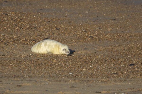 Atlantic grey seal (Halichoerus grypus) juvenile baby pup animal sleeping on a seaside beach in