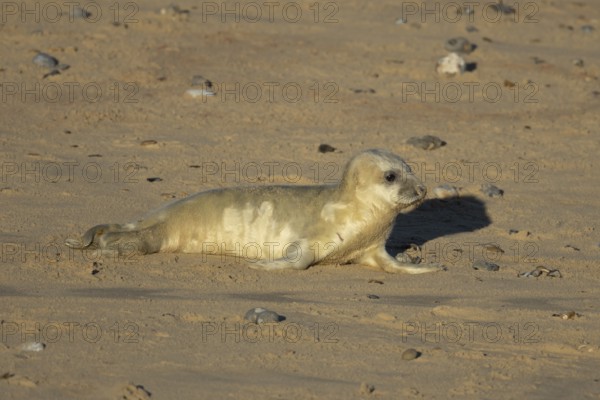 Atlantic grey seal (Halichoerus grypus) juvenile baby pup animal on a seaside beach in winter,