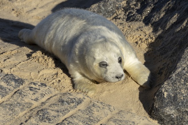 Atlantic grey seal (Halichoerus grypus) juvenile baby pup animal resting on a beach in winter,