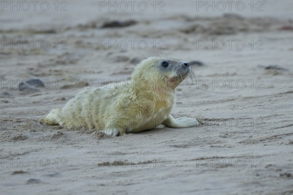 Atlantic grey seal (Halichoerus grypus) juvenile baby pup animal on a beach in winter, England,