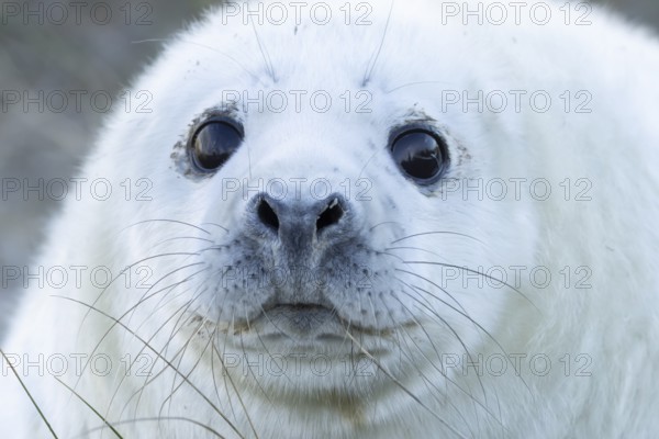 Atlantic grey seal (Halichoerus grypus) juvenile baby pup animal head portrait in winter, England,