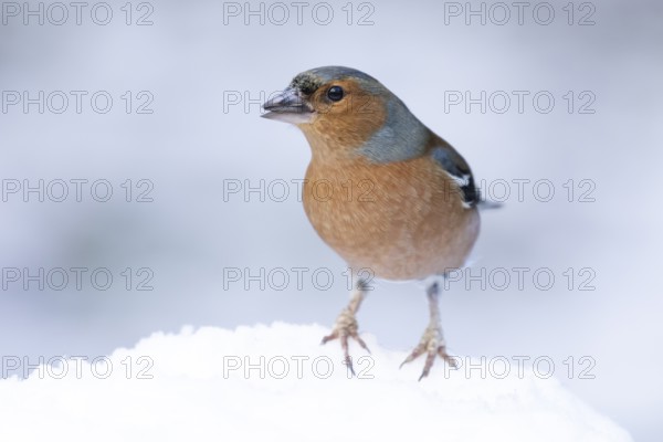 Eurasian chaffinch (Fringilla coelebs) adult male bird in a snow covered garden in winter, England,