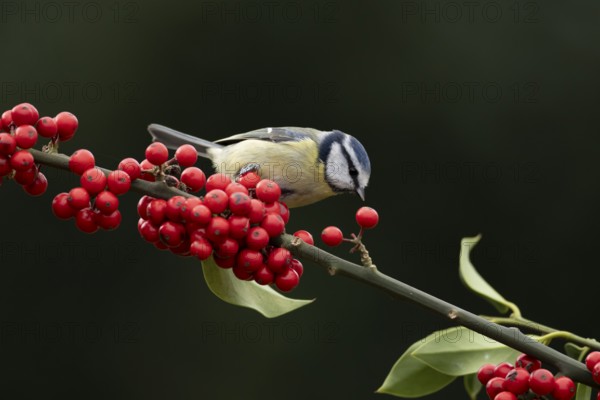 Blue tit (Cyanistes Caeruleus) adult bird on a garden Holly tree branch with red berries in winter,