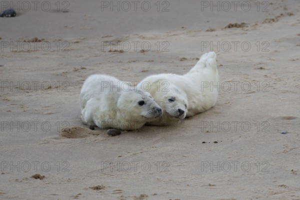 Atlantic grey seal (Halichoerus grypus) two juvenile baby pup animals on a beach, England, United