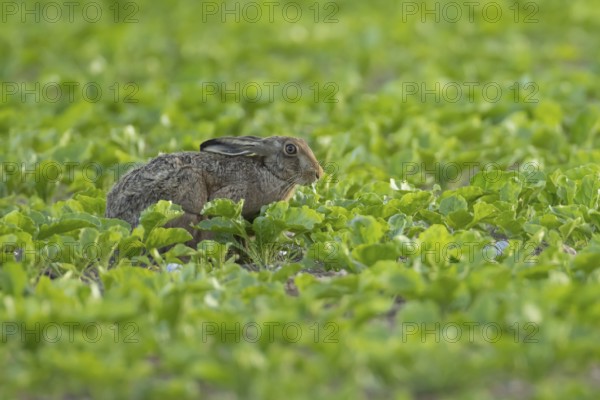 European brown hare (Lepus europaeus) adult animal feeding in a farmland sugar beet crop in the
