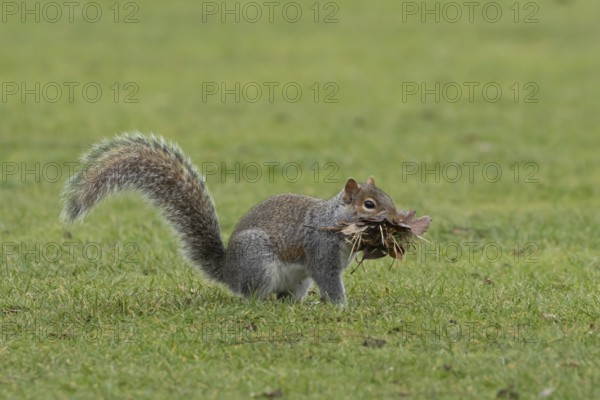Grey squirrel (Sciurus carolinensis) adult animal with a mouthful of leaves and grass for nesting
