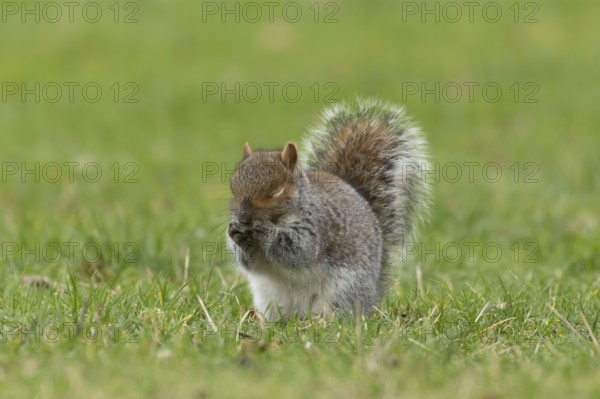 Grey squirrel (Sciurus carolinensis) adult animal washing its face on grass, England, United