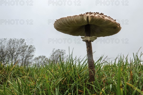 Mushroom, giant umbrella mushroom, parasol (Macrolepiota procera), frog perspective, standing in