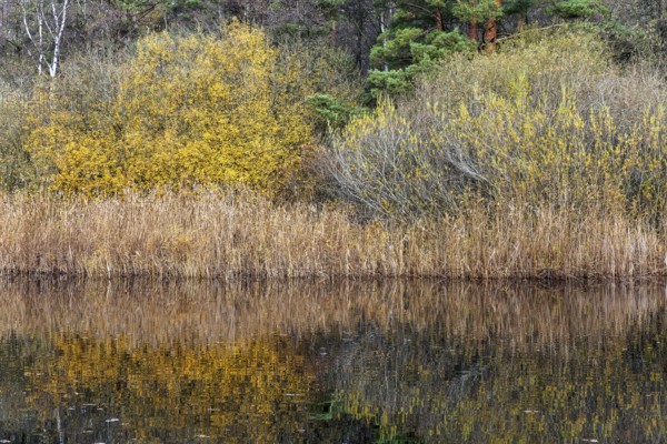 Autumn forest, autumn-colored trees, water of a small lake in front, near Prerow,