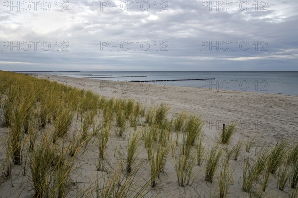 Sandy beach beach with marram grass (Ammophila), Zingst, Fischland-Darß-Zingst, Vorpommersche