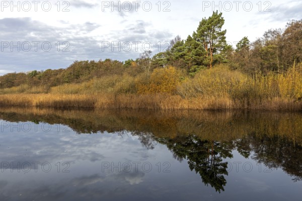 Autumn forest and reeds, autumn-colored trees, reflected in the water, near Prerow,