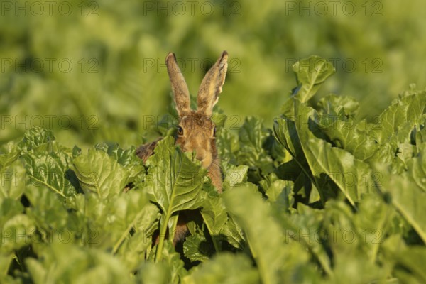 European brown hare (Lepus europaeus) adult animal in a sugar beet crop farmland field in summer,