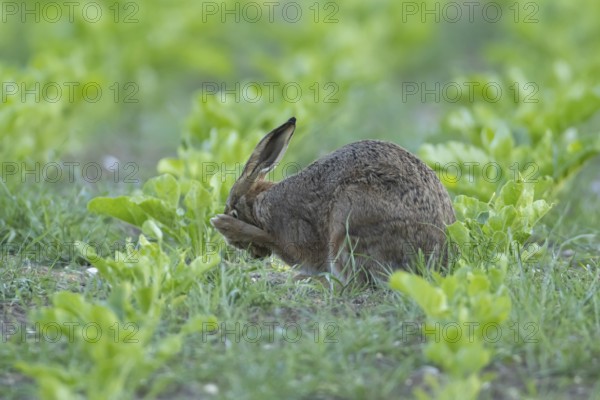 European brown hare (Lepus europaeus) adult animal washing its face in a sugar beet crop farmland