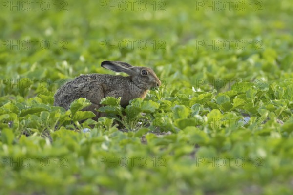 European brown hare (Lepus europaeus) adult animal eating in a sugar beet crop farmland field in