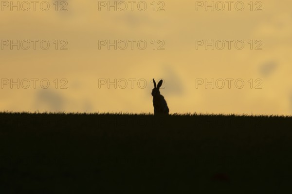 European brown hare (Lepus europaeus) silhouette of an adult animal on a ridge in a farmland cereal