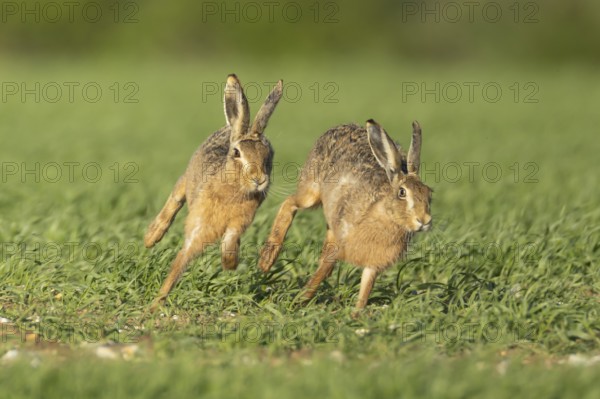 European brown hare (Lepus europaeus) two adult animals running in a farmland cereal field in