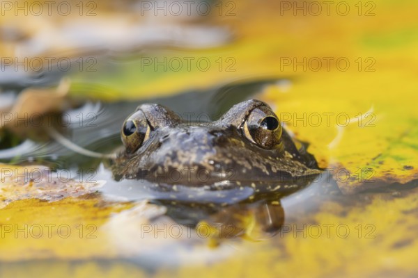 Common frog (Rana temporaria) adult amphibian on the water surface of a pond with fallen autumn