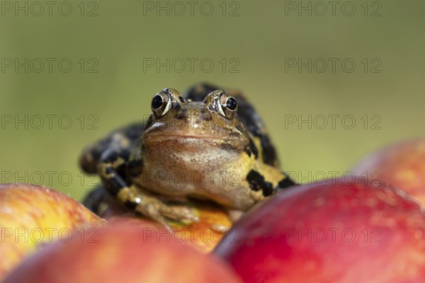 Common frog (Rana temporaria) adult amphibian on a fallen red apple in a garden in summer, England,