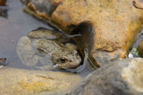 Common frog (Rana temporaria) adult amphibian in shallow water of a garden pond, England, United