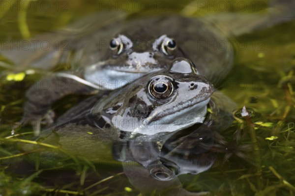 Common frog (Rana temporaria) two adults amphibian on the water surface of a garden pond in spring,