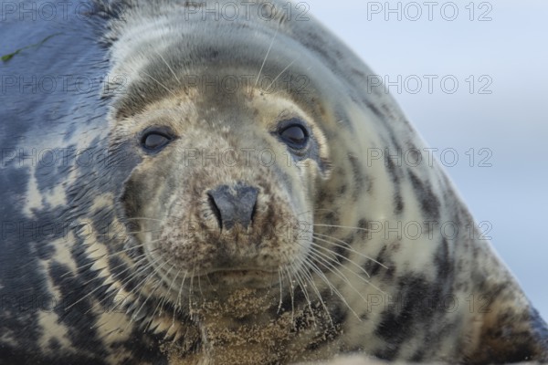 Atlantic grey seal (Halichoerus grypus) adult animal head portrait, England, United Kingdom