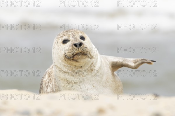 Common or Habor seal (Phoca vitulina) adult animal resting on the sand of a beach, England, United