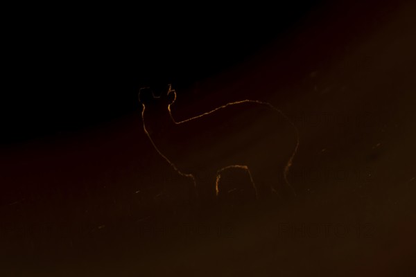 Chinese water deer (Hydropotes inermis) adult animal backlit in a marshland field at sunset,