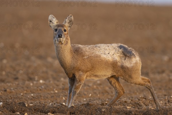 Chinese water deer (Hydropotes inermis) adult animal in a ploughed farmland field, England, United