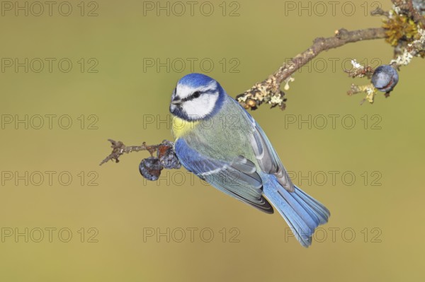Blue tit (Parus caeruleus), sitting on a branch in a blackthorn bush, (Prunus spinosa), sloes, with